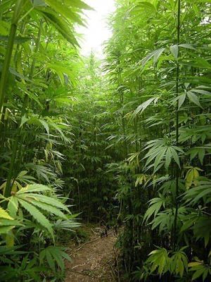 rośliny marihuany