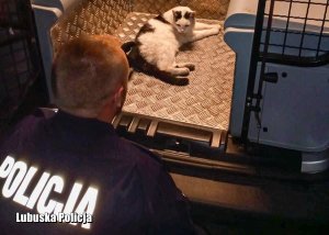 policjant, klęczący nad kotem leżącym w radiowozie